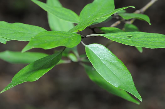 image of Swida asperifolia, Eastern Roughleaf Dogwood