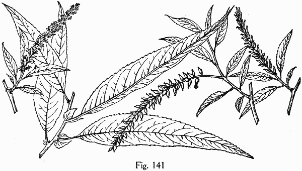 drawing of Salix caroliniana, Carolina Willow, Coastal Plain Willow