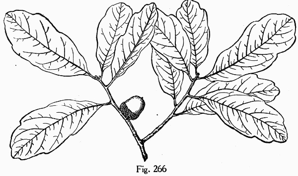 drawing of Quercus chapmanii, Chapman Oak