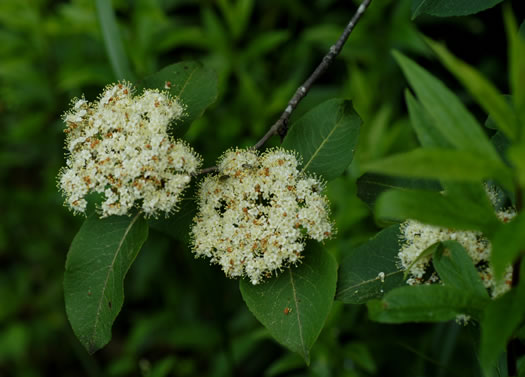 image of Viburnum cassinoides, Northern Wild Raisin, Witherod, Shonny Haw, Shawnee Haw