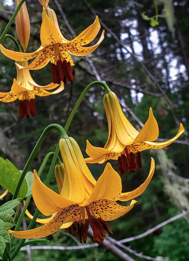 Lilium canadense, Canada Lily
