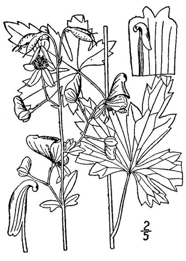 image of Aconitum uncinatum, Appalachian Blue Monkshood, Eastern Blue Monkshood