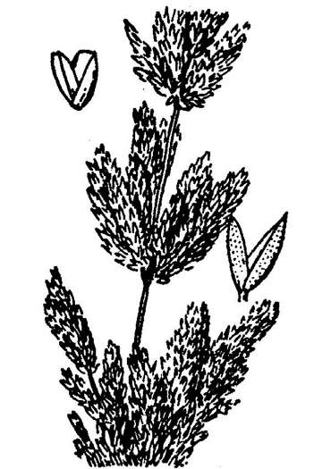 image of Polypogon viridis, Water Bent-grass, beardless rabbitsfoot grass