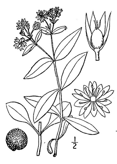 drawing of Stellaria pubera, Star Chickweed, Giant Chickweed, Great Chickweed, Common Starwort