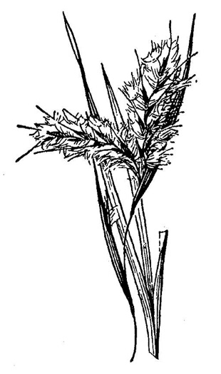 drawing of Andropogon capillipes, Dryland White Bluestem, Chalky Bluestem