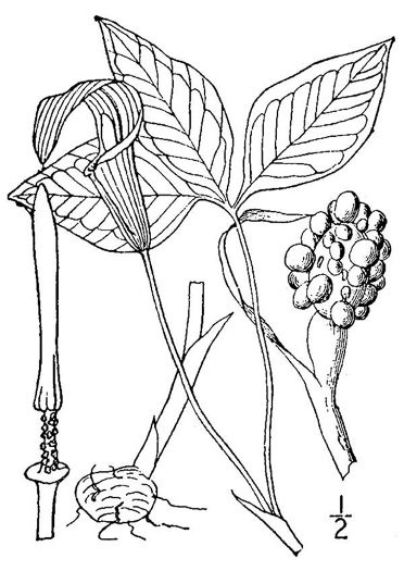 image of Arisaema species 2, Jack-in-the-Pulpit