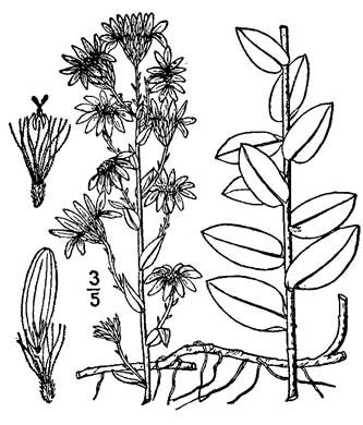 drawing of Symphyotrichum concolor var. concolor, Eastern Silvery Aster