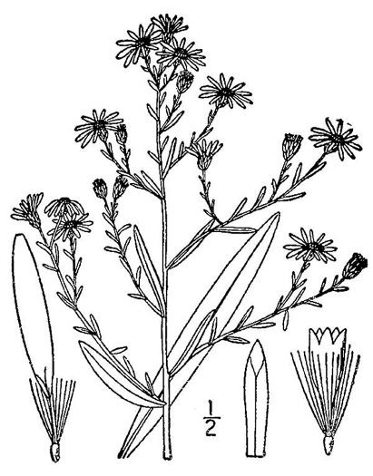 drawing of Symphyotrichum dumosum var. dumosum, Bushy Aster, Long-stalked Aster, Rice Button Aster