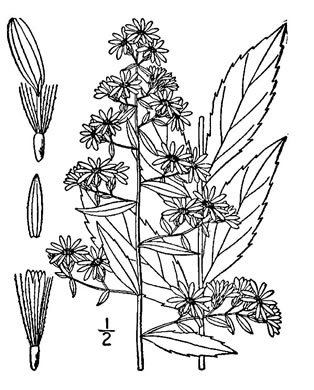 drawing of Symphyotrichum lateriflorum, Calico Aster, Starved Aster, Goblet Aster