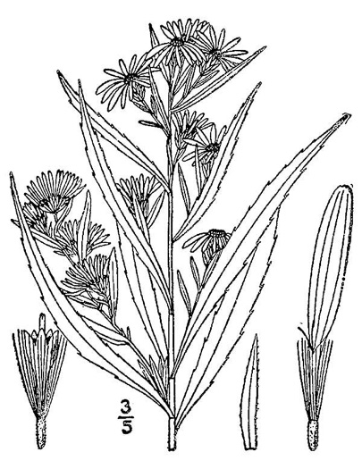drawing of Symphyotrichum lanceolatum var. lanceolatum, Panicled Aster, White Panicle Aster, Tall White Aster
