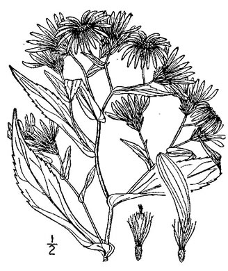 drawing of Symphyotrichum prenanthoides, Zigzag Aster, Crooked-stem Aster