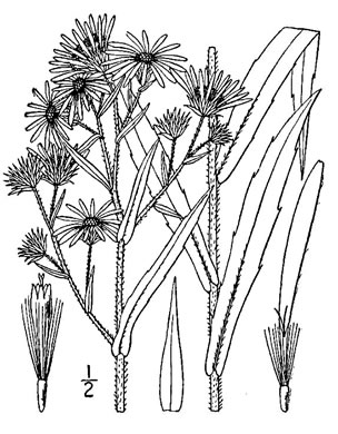 drawing of Symphyotrichum puniceum var. puniceum, Purplestem Aster, Swamp Aster