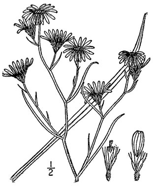drawing of Symphyotrichum tenuifolium, Perennial Saltmarsh Aster