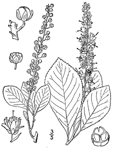 drawing of Clethra alnifolia, Coastal Sweet-pepperbush, Coastal White-alder
