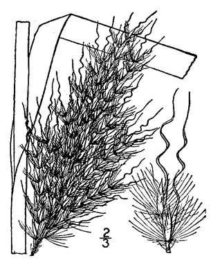 drawing of Erianthus alopecuroides, Silver Plumegrass