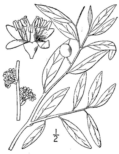 drawing of Litsea aestivalis, Pondspice