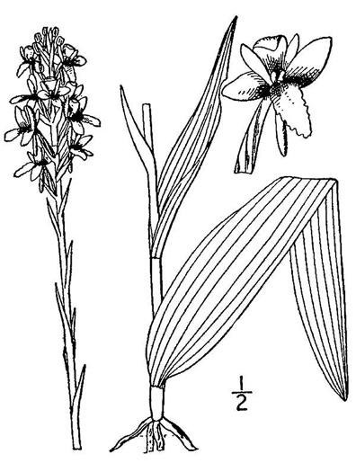 drawing of Platanthera integra, Yellow Fringeless Orchid, Golden Frog Orchid, Golden Fringeless Orchid, Golden Frog Arrow