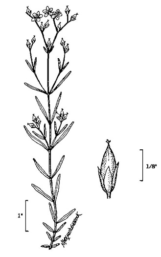 image of Hypericum canadense, Canada St. Johnswort