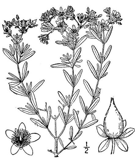 drawing of Hypericum densiflorum, Mountain Bushy St. Johnswort, Dense-flowered St. Johnswort