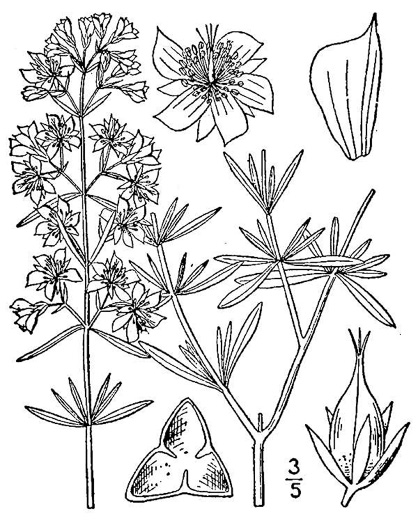 image of Hypericum galioides, bedstraw St. Johnswort