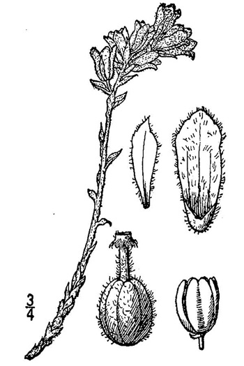 image of Hypopitys lanuginosa, Appalachian Red Pinesap, Hairy Pinesap