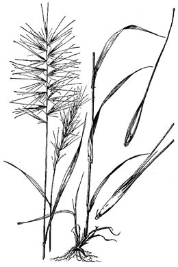 drawing of Elymus hystrix var. hystrix, Common Bottlebrush Grass, Eastern Bottlebrush-grass