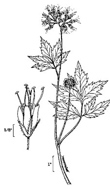drawing of Hydrophyllum atranthum, Appalachian Waterleaf