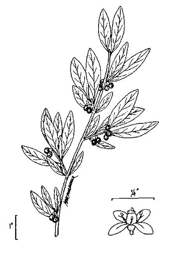 image of Ilex curtissii, Suwanee Possumhaw, Curtiss's Holly