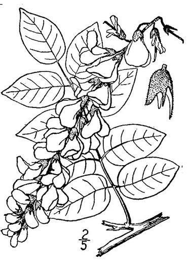 image of Wisteria frutescens var. macrostachya, Mississippi Wisteria, American Wisteria, Swamp Wisteria, Kentucky Wisteria
