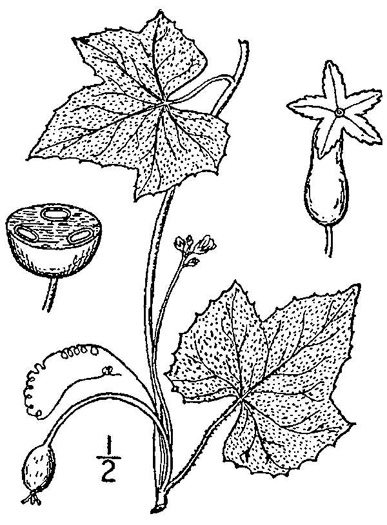 drawing of Melothria pendula, Creeping Cucumber