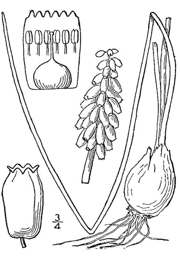 image of Muscari neglectum, Starch Grape-hyacinth, Blue Bottles