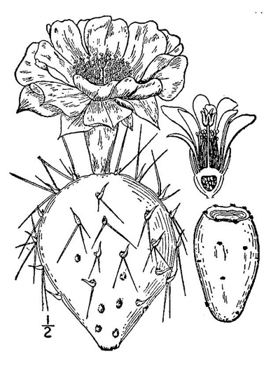 image of Opuntia mesacantha ssp. lata, Southern Prickly-pear