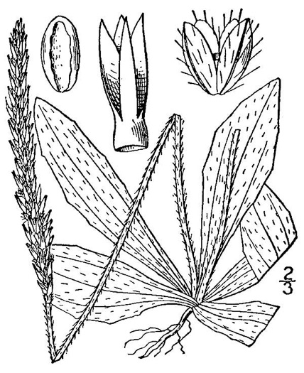 image of Plantago virginica, Virginia Plantain, Southern Plantain, Paleseed Plantain, Hoary Plantain