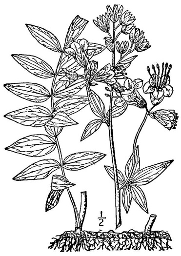 image of Polemonium vanbruntiae, Bog Jacob's-ladder