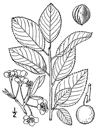 image of Prunus maritima, Beach Plum
