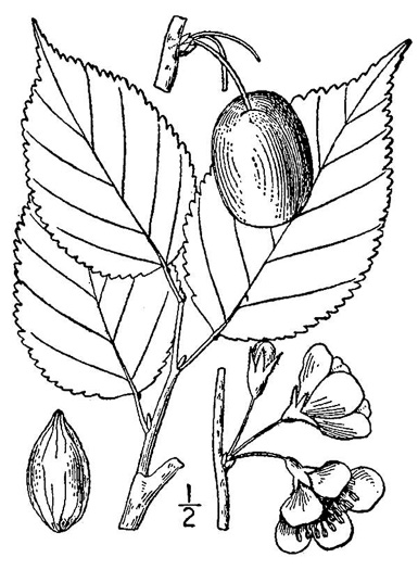 image of Prunus nigra, Canada Plum
