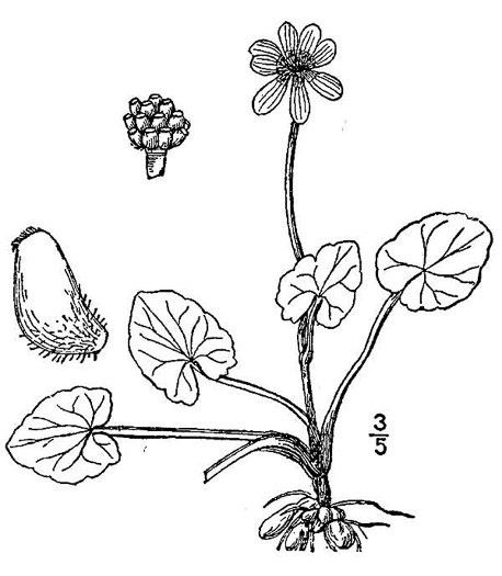 image of Ficaria verna ssp. chrysocephala, Fig Buttercup, Lesser Celandine, Pilewort