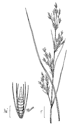 image of Rhynchospora inexpansa, Nodding Beaksedge