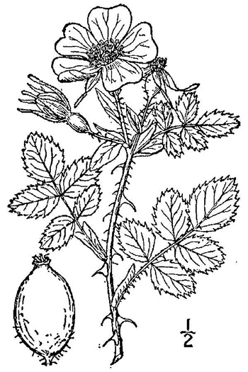 image of Rosa rubiginosa var. rubiginosa, Eglantine Rose, Sweetbriar Rose, Sweetbriar Rose, Rugosa Rose