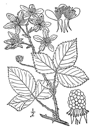 drawing of Rubus argutus, Sawtooth Blackberry
