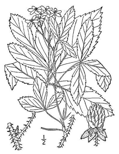 image of Rubus setosus, Bristly Blackberry