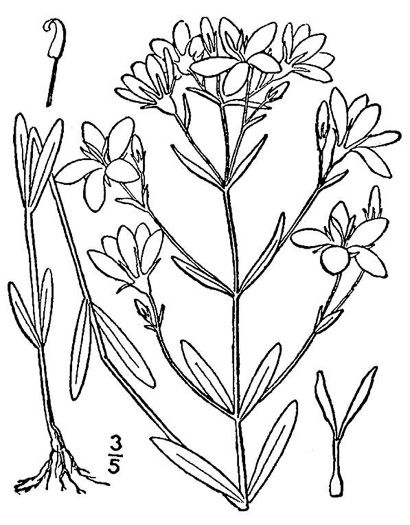 image of Sabatia brachiata, Narrowleaf Rose-pink, Narrowleaf Rose-gentian, Narrowleaf Sabatia