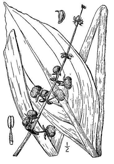 image of Sagittaria lancifolia var. media, Scimitar Arrowhead, Bulltongue Arrowhead