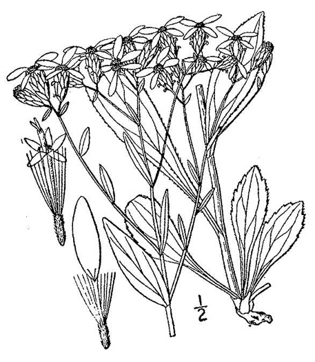 drawing of Sericocarpus caespitosus, Toothed Whitetop Aster