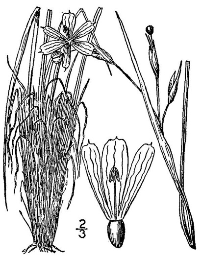image of Sisyrinchium rufipes, Sandhill Blue-eyed-grass, Rufous Blue-eyed-grass