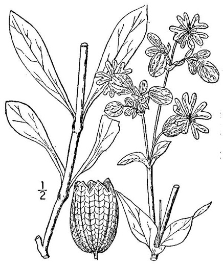 image of Silene vulgaris, Bladder Campion, Maiden's-tears