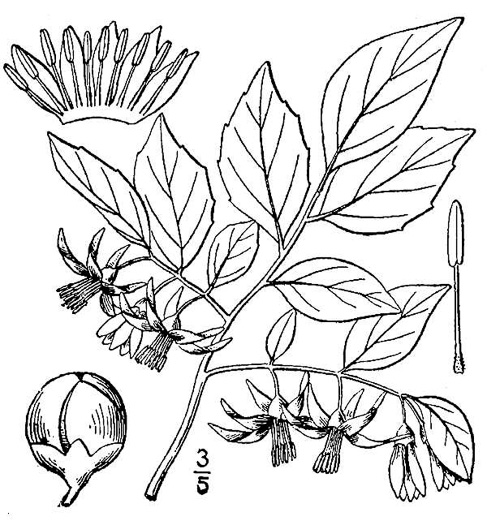 image of Styrax americanus var. americanus, American Storax, American Snowbell