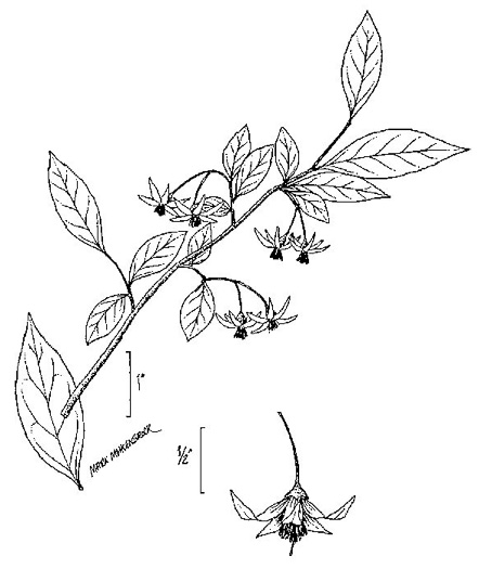 image of Styrax americanus var. americanus, American Storax, American Snowbell