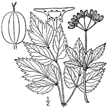image of Thaspium chapmanii, Creamy Meadow-parsnip, Chapman's Meadow-parsnip