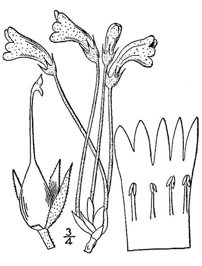 image of Aphyllon uniflorum, One-flowered Cancer-root, One-flowered Broomrape, Ghostpipe